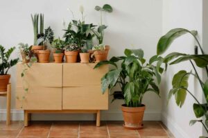 mobiletto con vasi piante e piante a terra