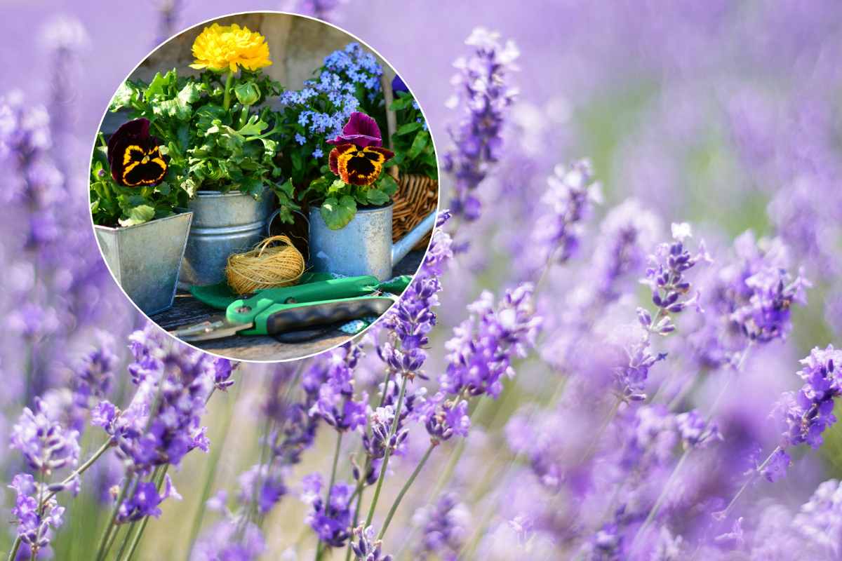 collage lavanda e fiori da balcone
